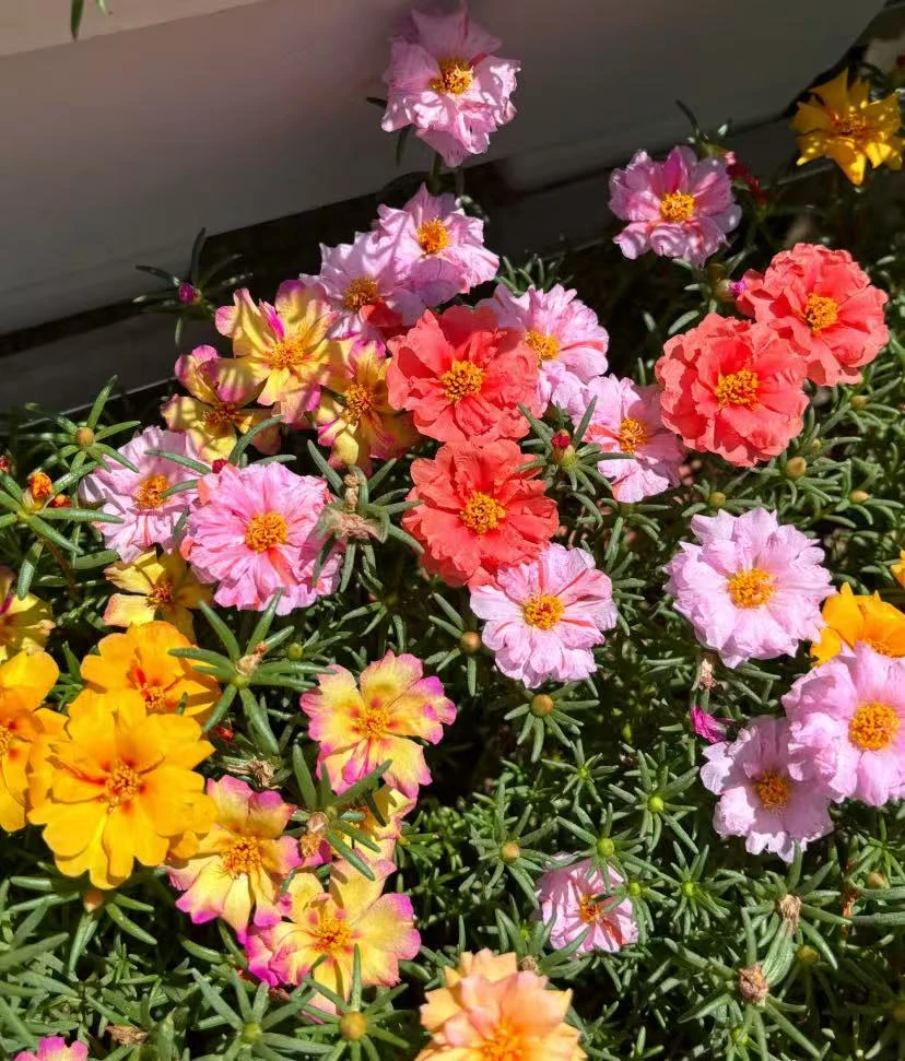 重瓣太阳花混色盆栽苗带根带土多色混搭四季开花皮实好养