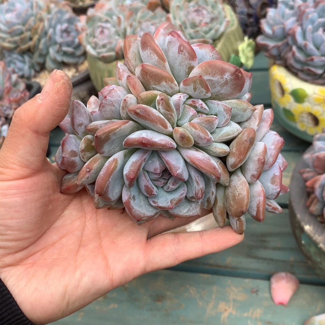 无花朵花花花花花花花花12