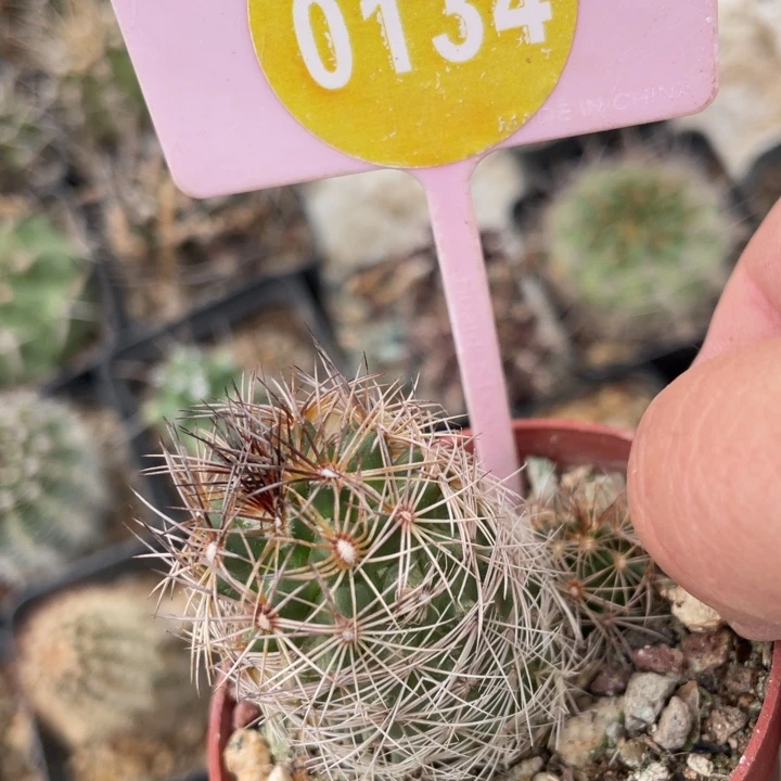 U***.实生狂刺虾01340134