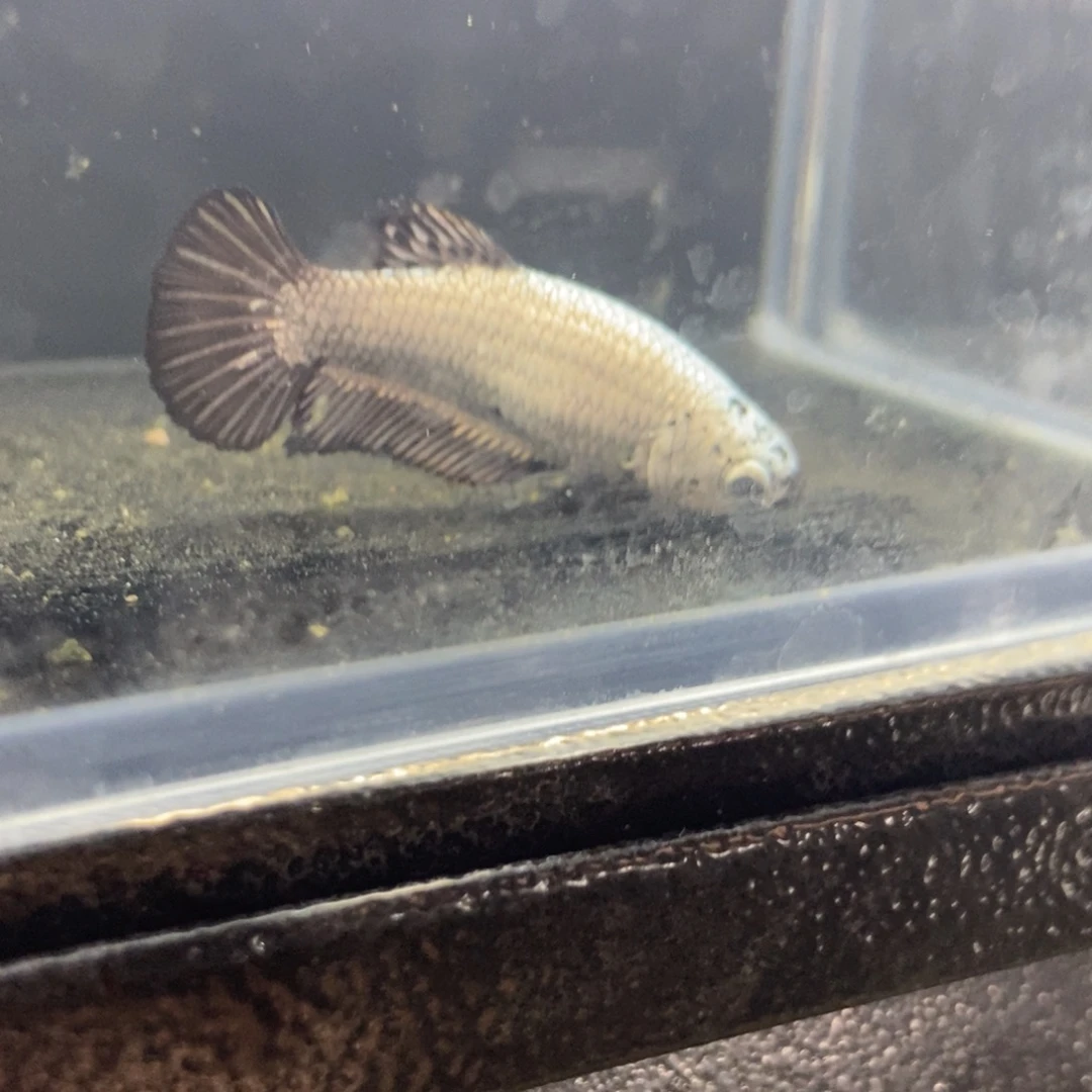 斗鱼包活不包损所见即所得088