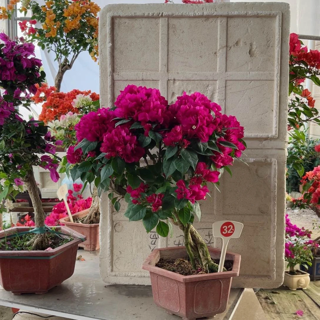 大部分花苞少量开放