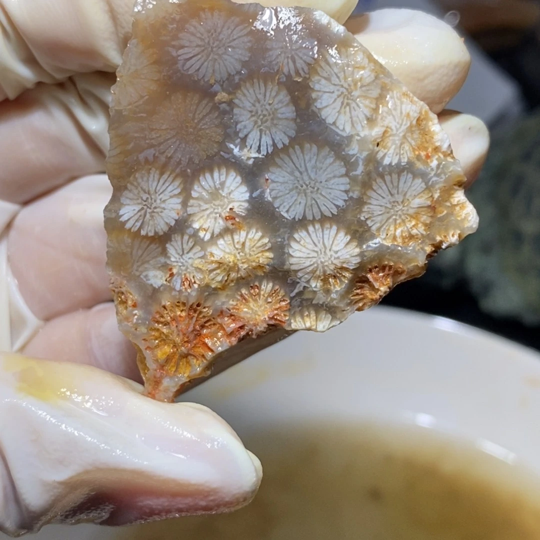 【闪购商品】硅化玉珊瑚玉未镶嵌