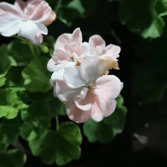 当前无花栽培后可以开花幸福