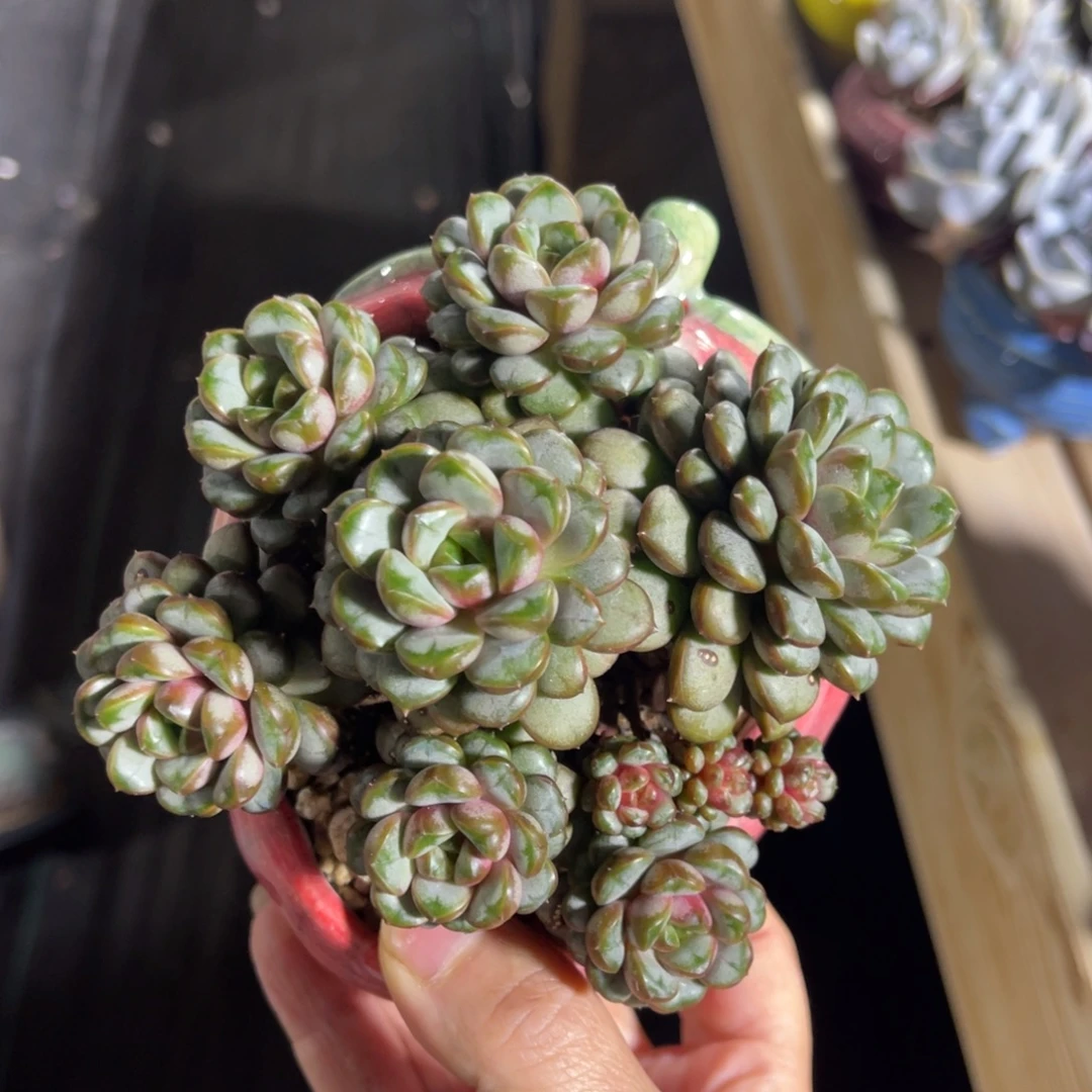 姬葡萄 一物一拍不支持退换