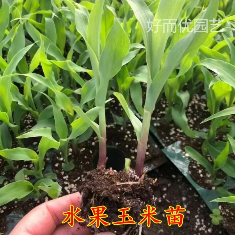 高产新鲜玉米秧苗阳台盆栽地栽蔬菜秧苗易成活玉米秧苗