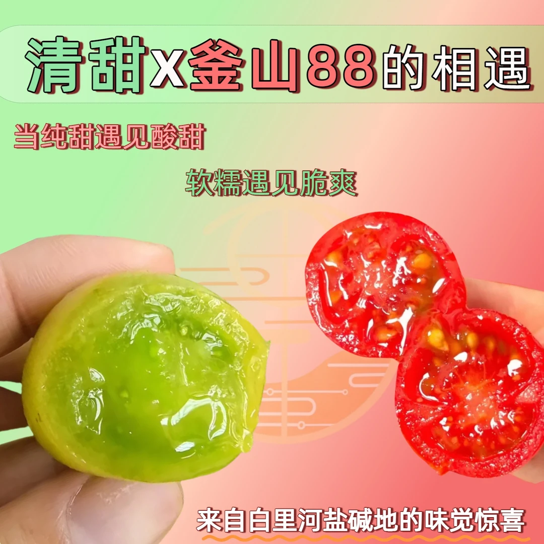 盐碱地釜山88x清甜软糯与脆爽小番茄