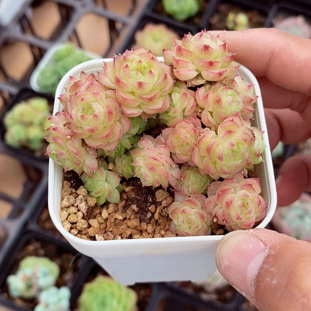 香特6cm不包整群