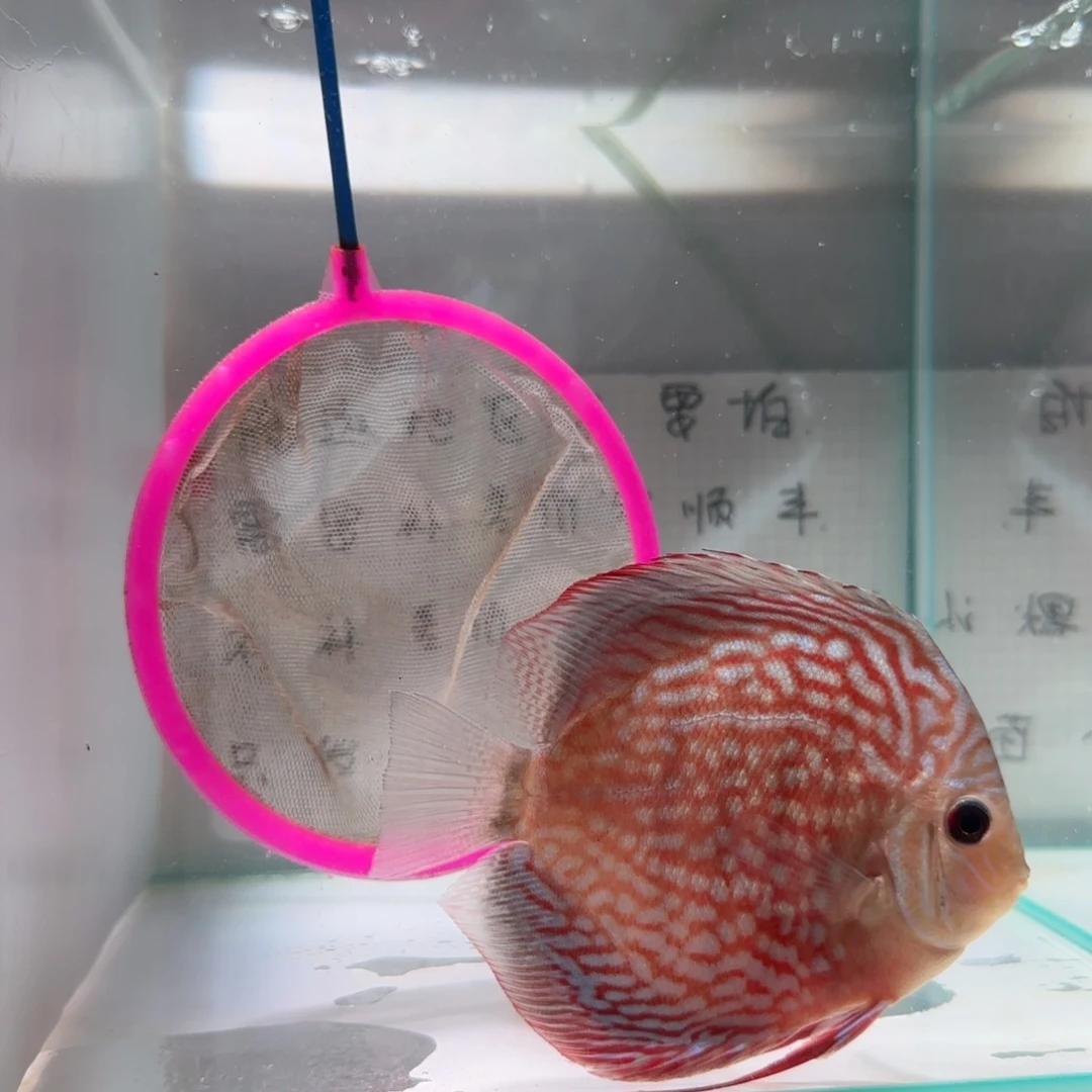 七彩神仙鱼肉身10-8偏远地区不拍