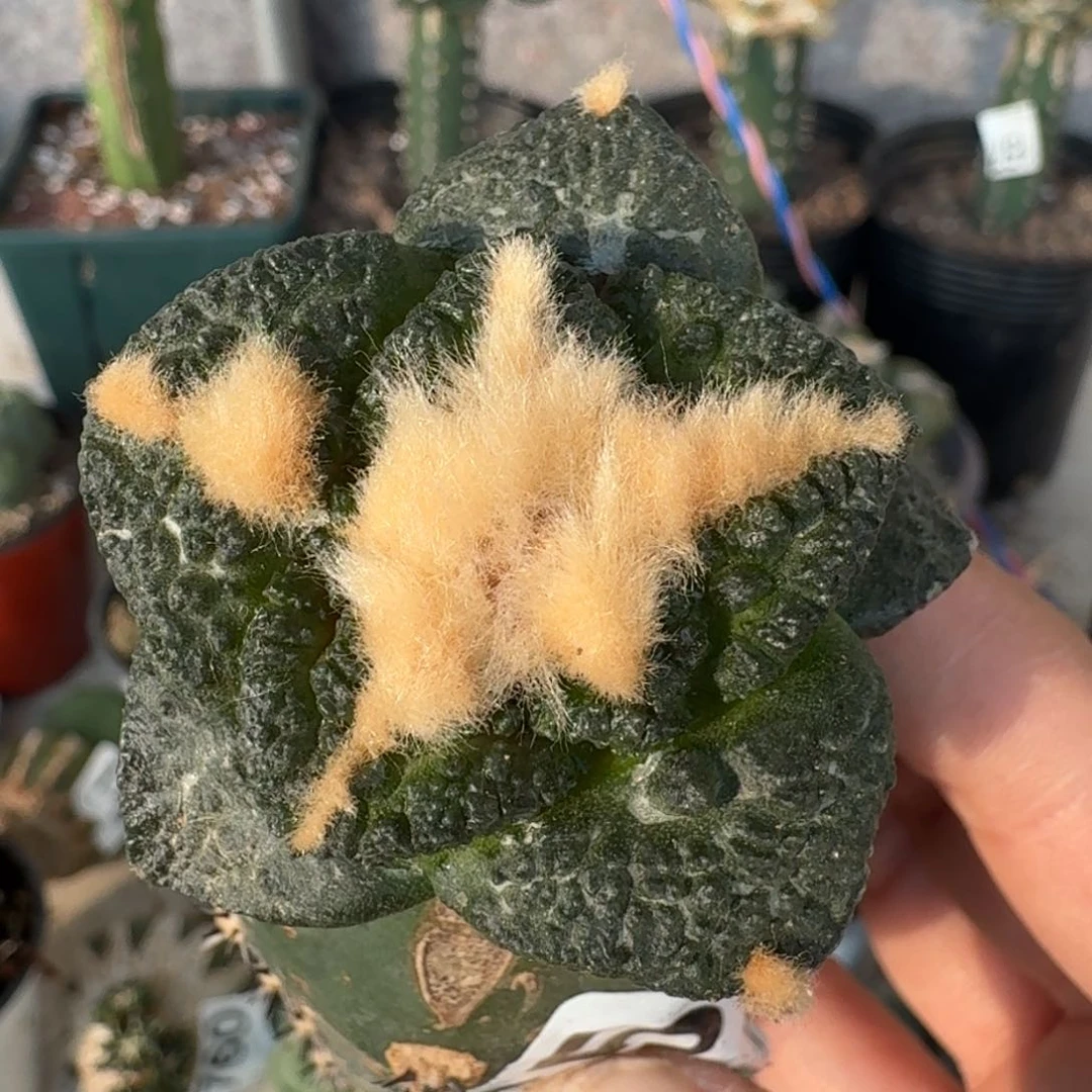 【闪购商品】大尤连山065