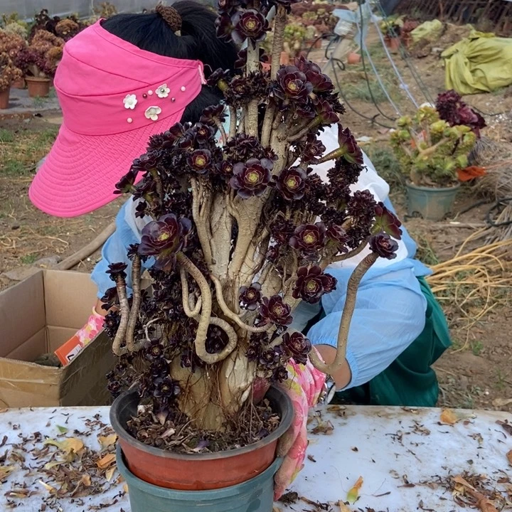 ∽****己827黑缀黑缀老桩