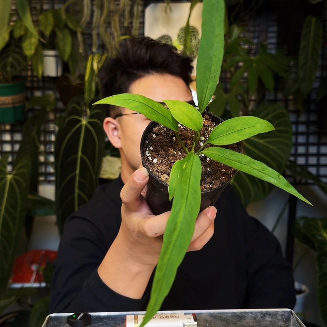 熹***完全开放M111维塔领带