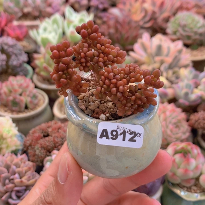 一物一拍含盆土满38包邮A912