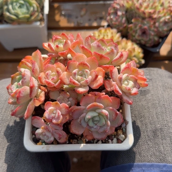 千山雪老桩精品老桩多肉