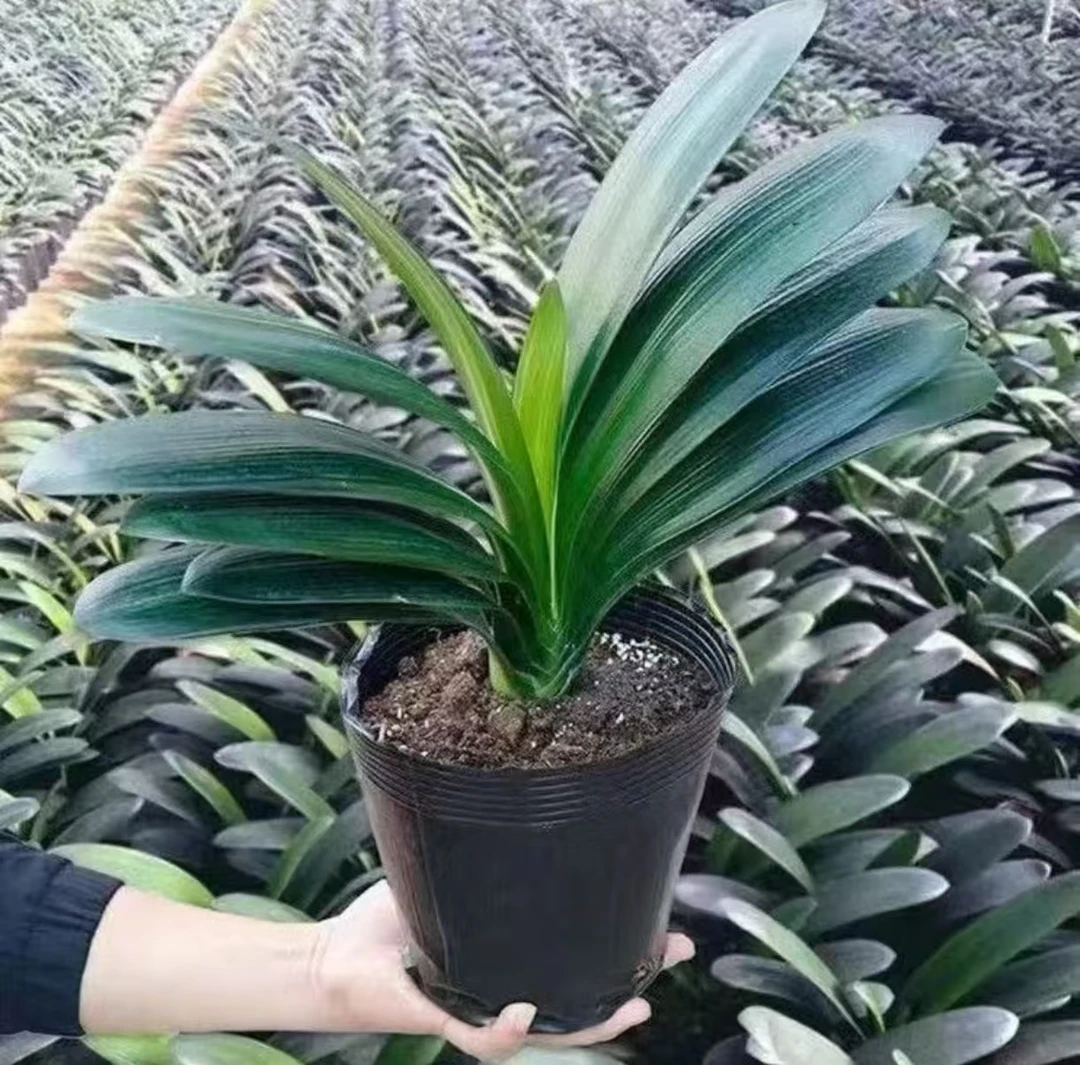 精品君子兰6-8片室内桌面盆栽植物花卉盆栽净化空气植物