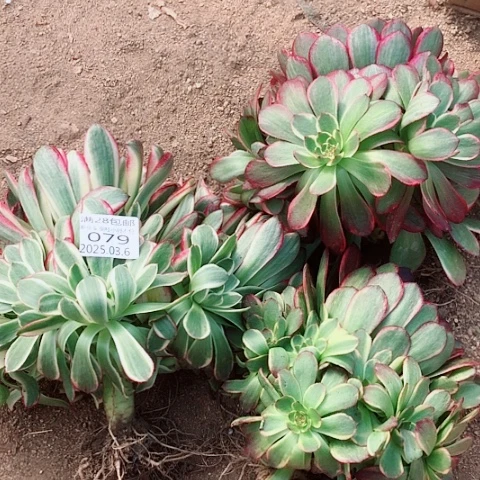 （***）3.6:79组合多肉植物