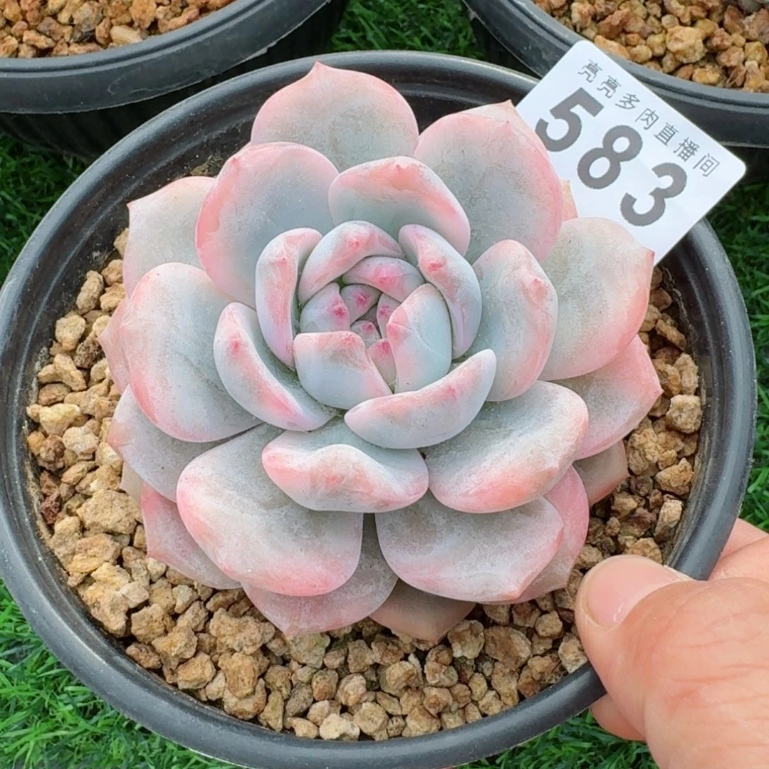 宽叶梦露锦          摇身一变高富帅，一夜暴富动作快