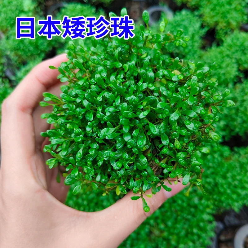【前景草坪·日本矮珍珠】前景水草矮珍珠新手首选水草鱼缸坨草造景