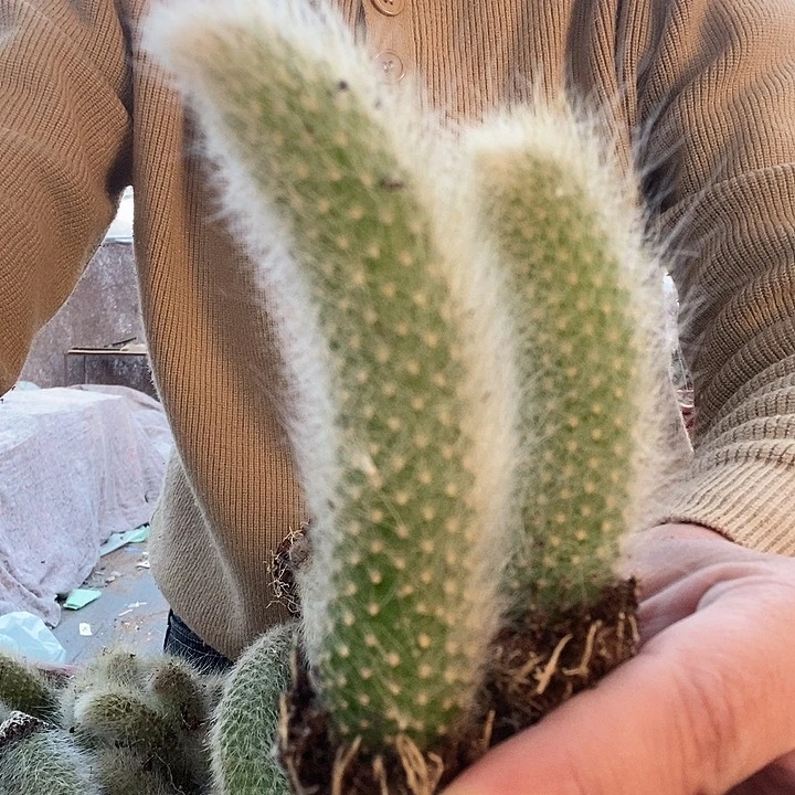 白毛九尾狐7厘米，6颗带土球