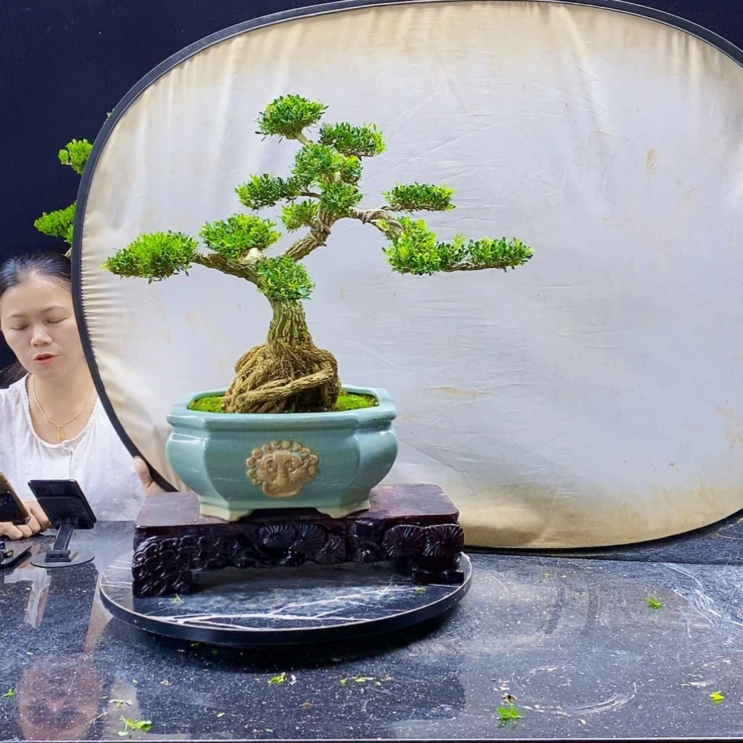 无花朵黄杨盆景造型