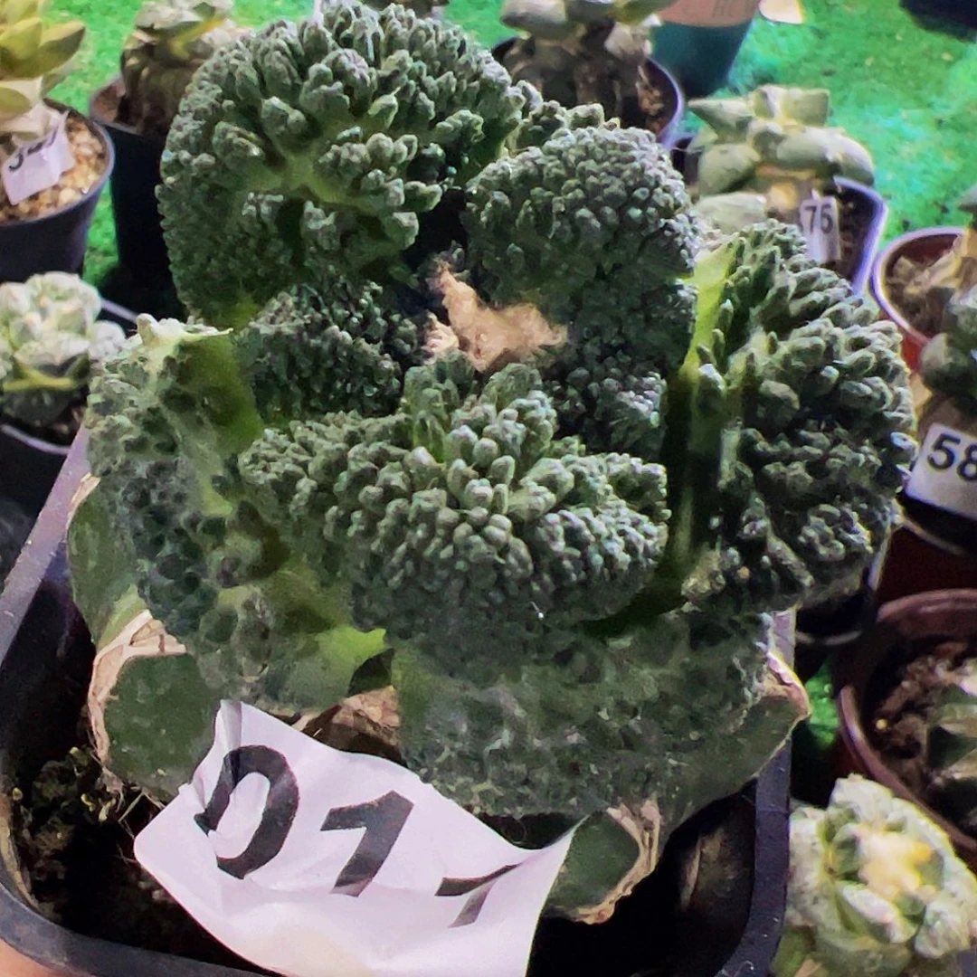 无花朵福利大尤哥斯拉牡丹011