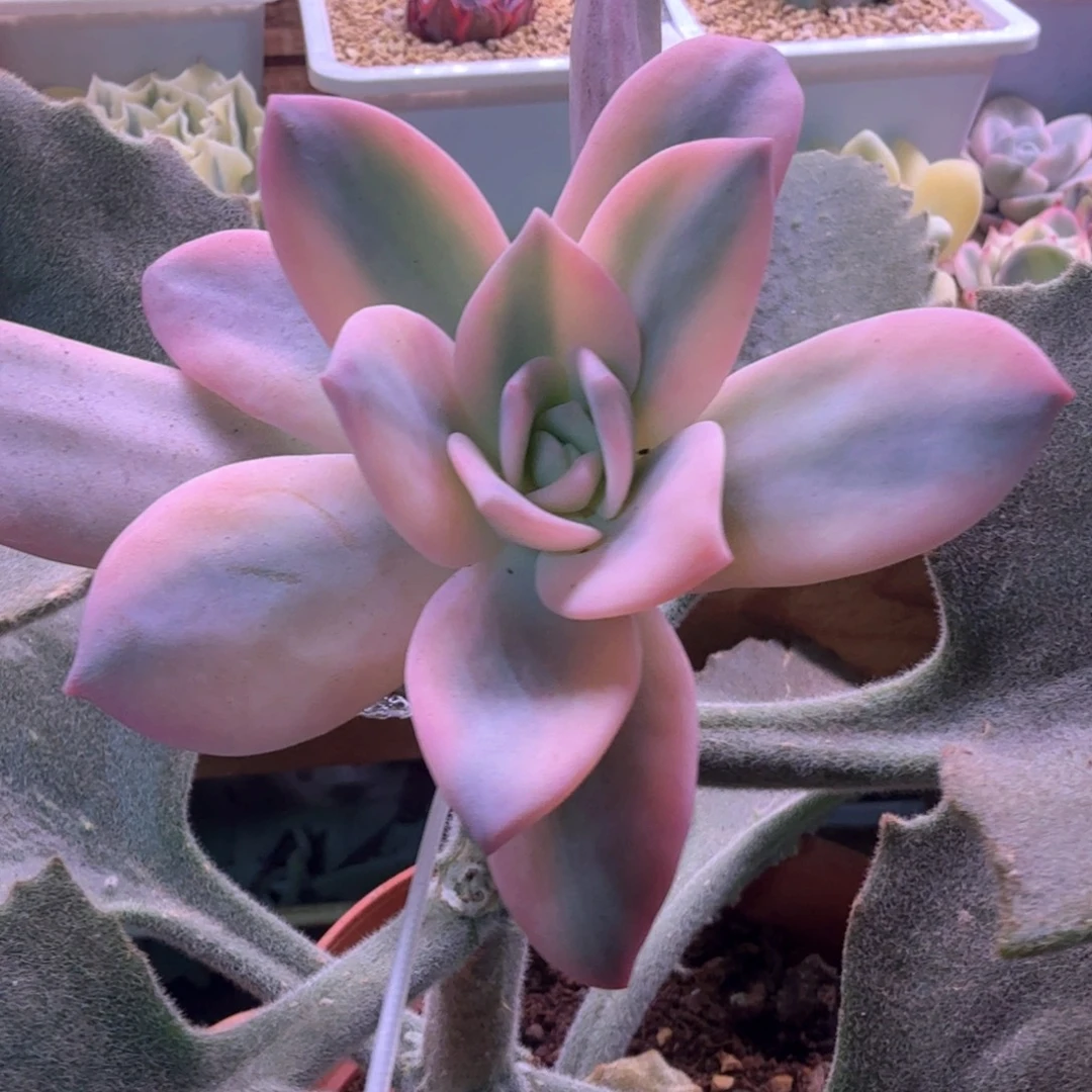 奶茶锦 多肉植物