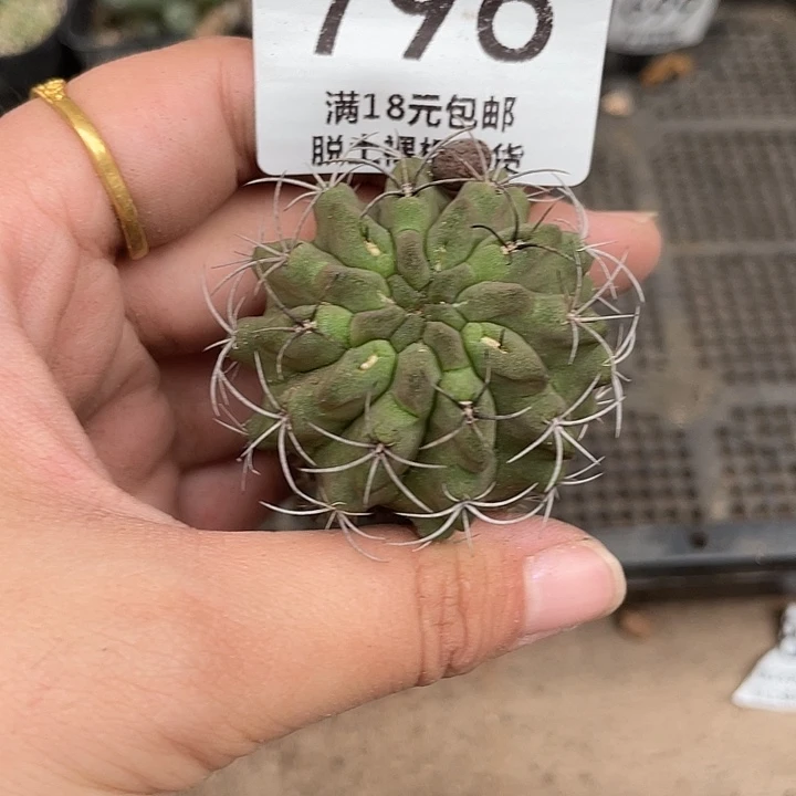 796素妆玉仙人球植物