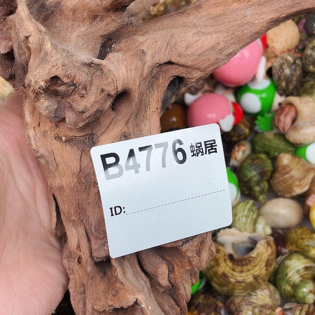 寄居蟹寄居蟹4776
