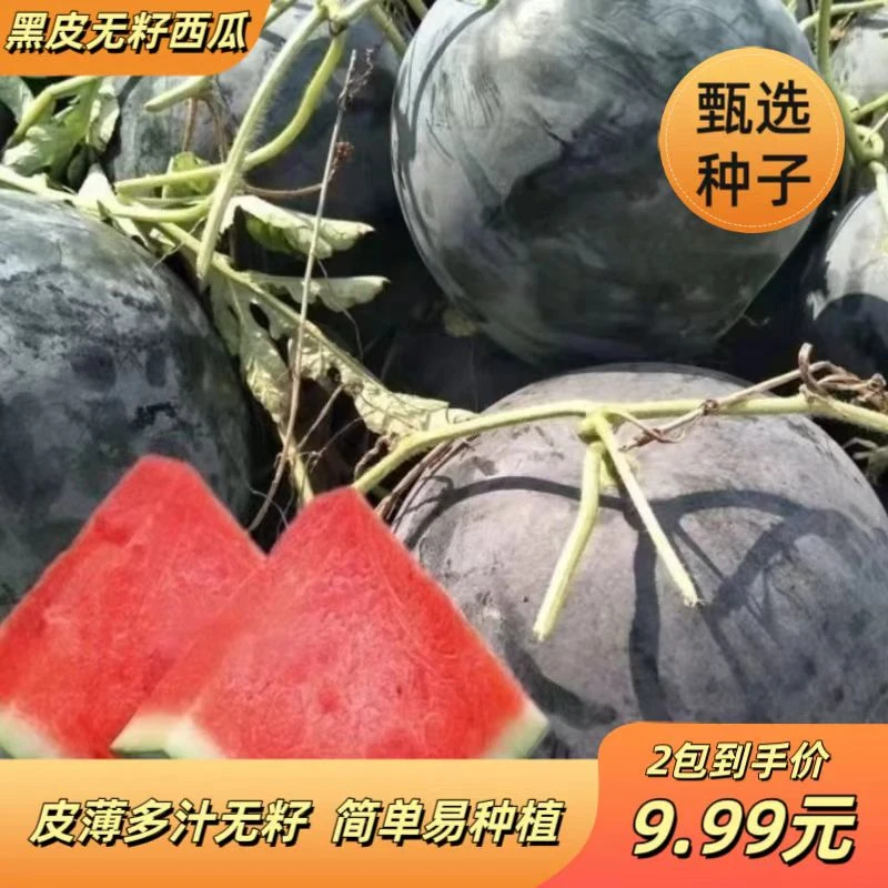 【黑皮无籽西瓜】薄皮特大脆甜西瓜种子籽新品种无籽子黑皮西瓜水果
