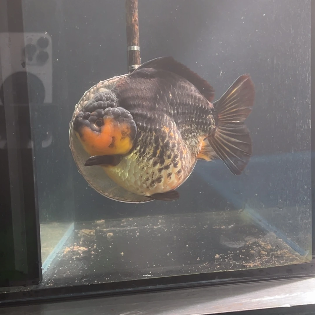 金鱼2258845365557555