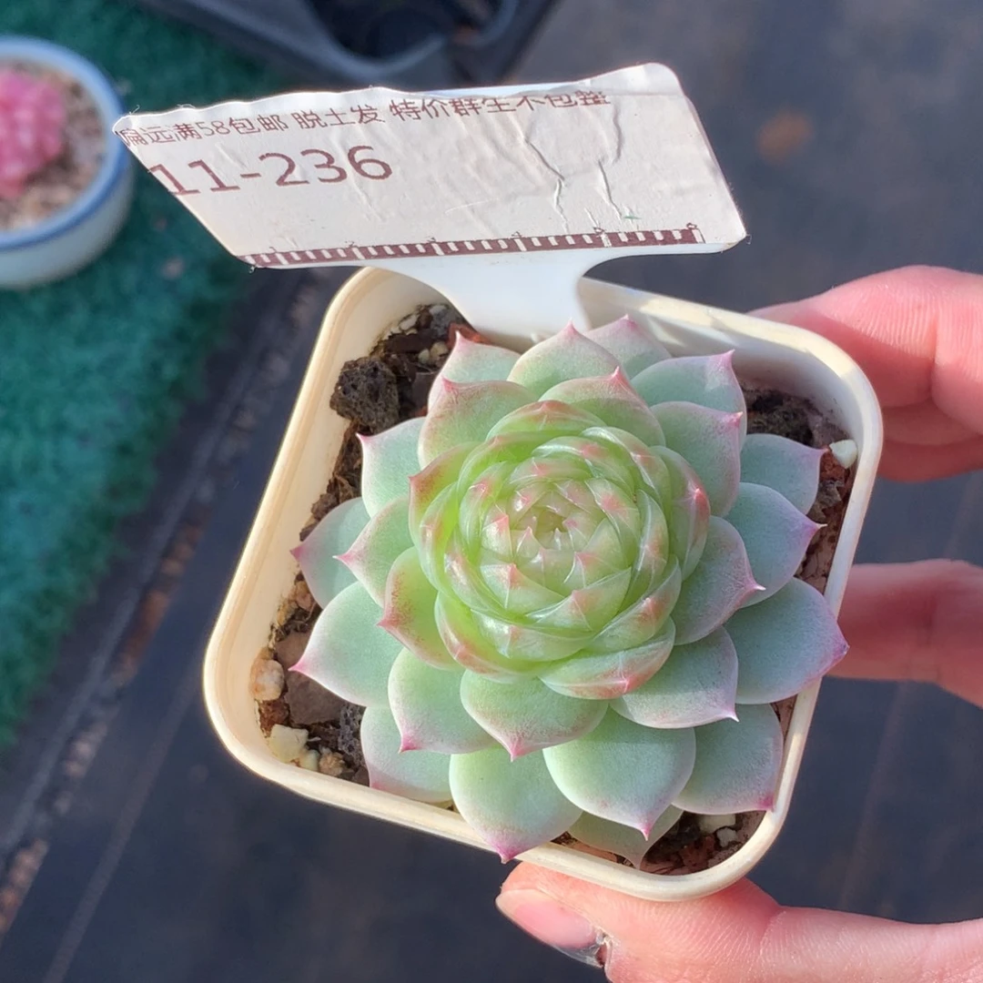 翡翠流星精品多肉58包邮