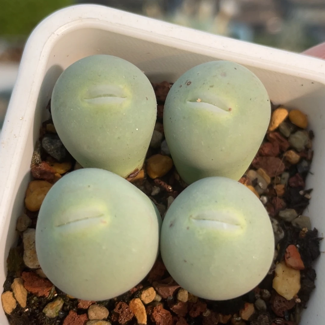 玻尿酸大嘴嘟嘟嘴植物一物一拍