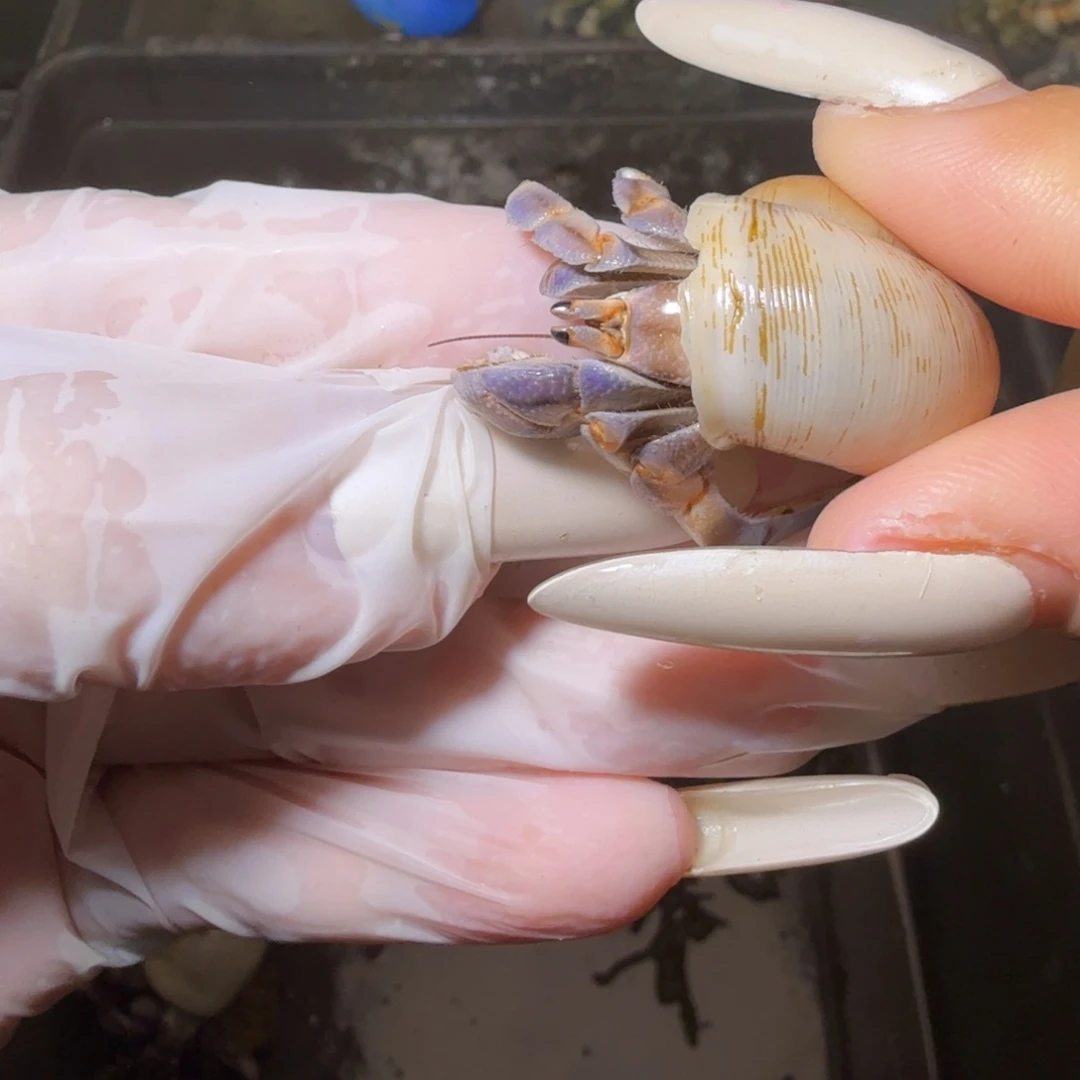 海水demmo专拍 1.6口