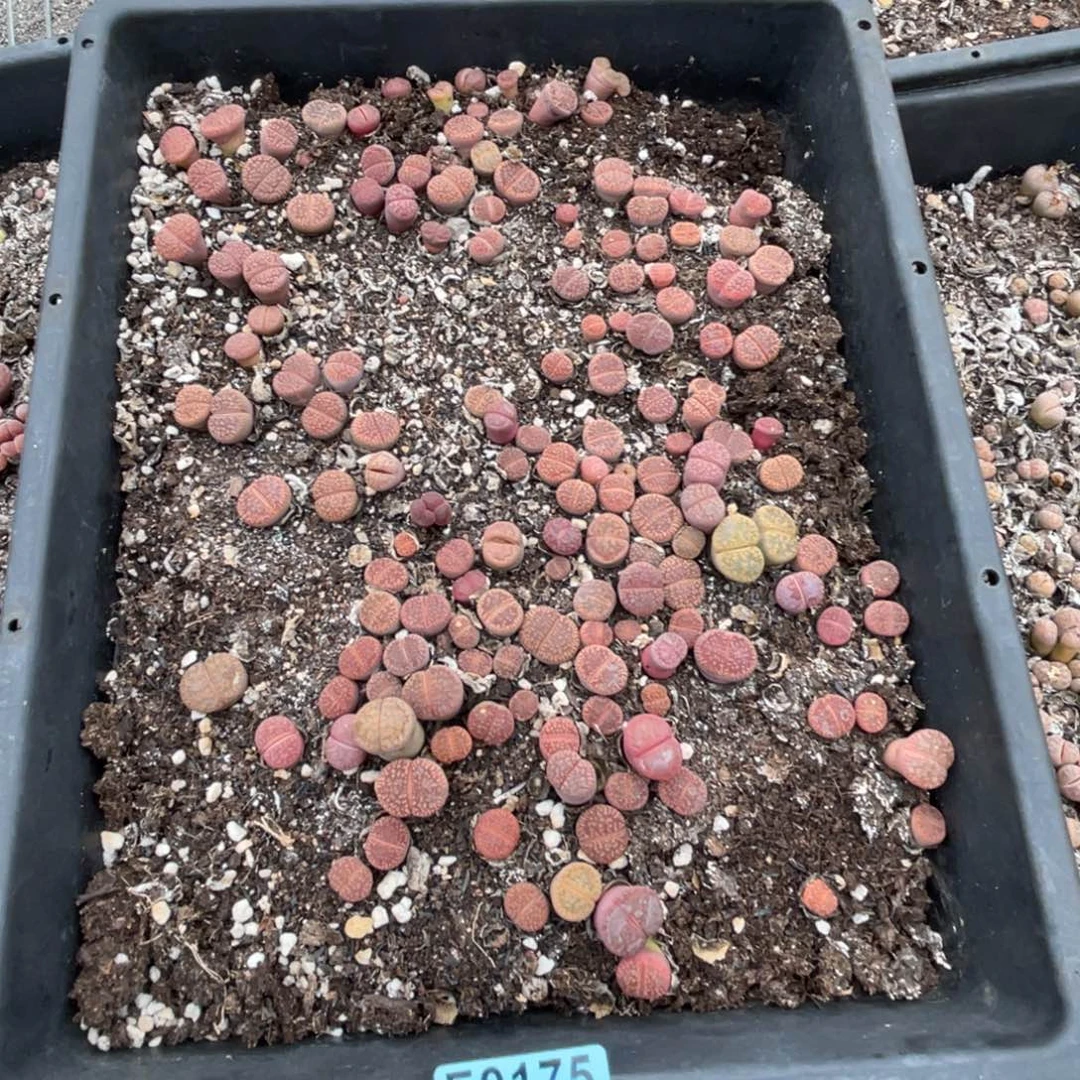 花***时9175筐福利不售后