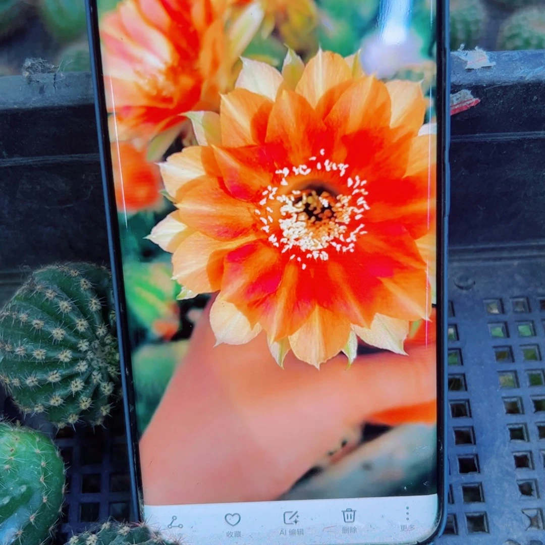 下20金刚13 歪无根侧芽4公分左右20包邮