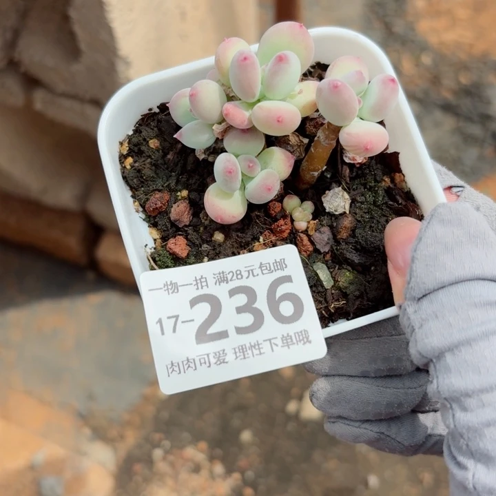 苹果奶多肉无盆土发货多