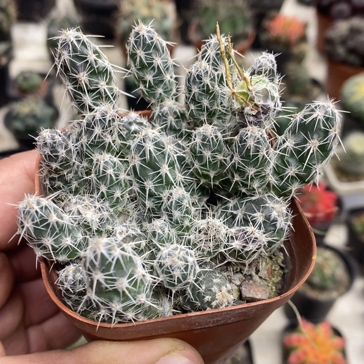 舞豆团扇特价福利