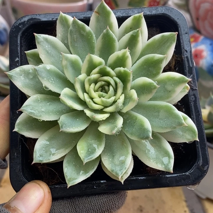 106飞羽锦锦锦锦锦锦锦锦锦