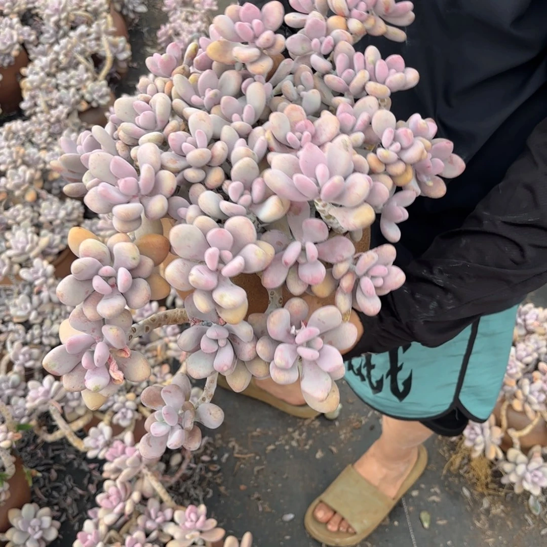 岁****232号老庄多肉植物