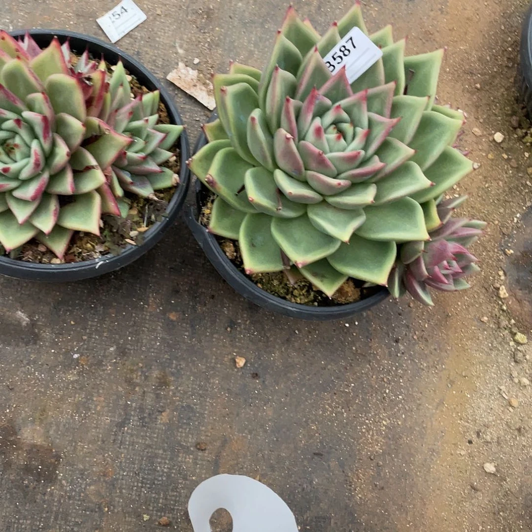 若如东云组拍B587