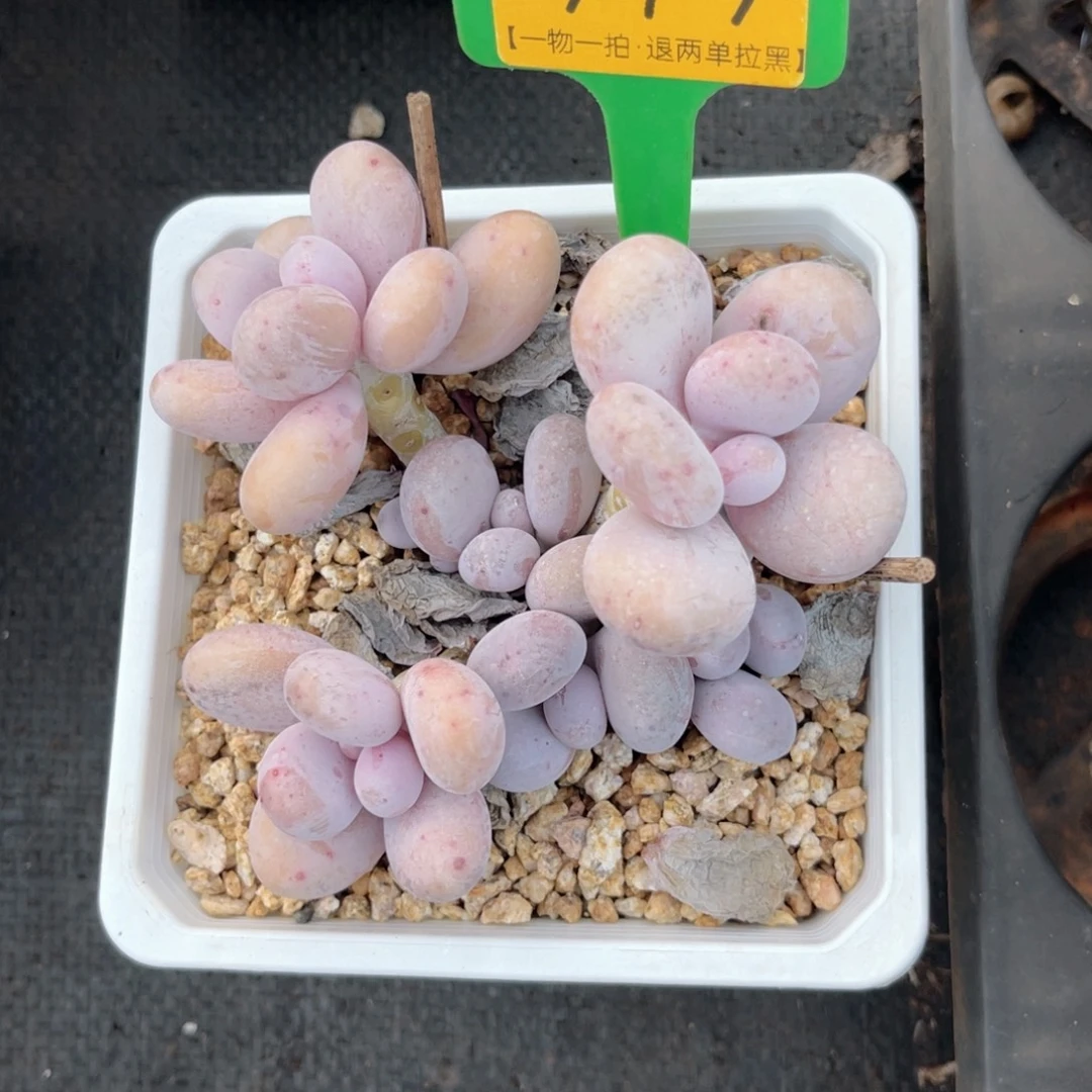 云尘多肉一物一拍979，