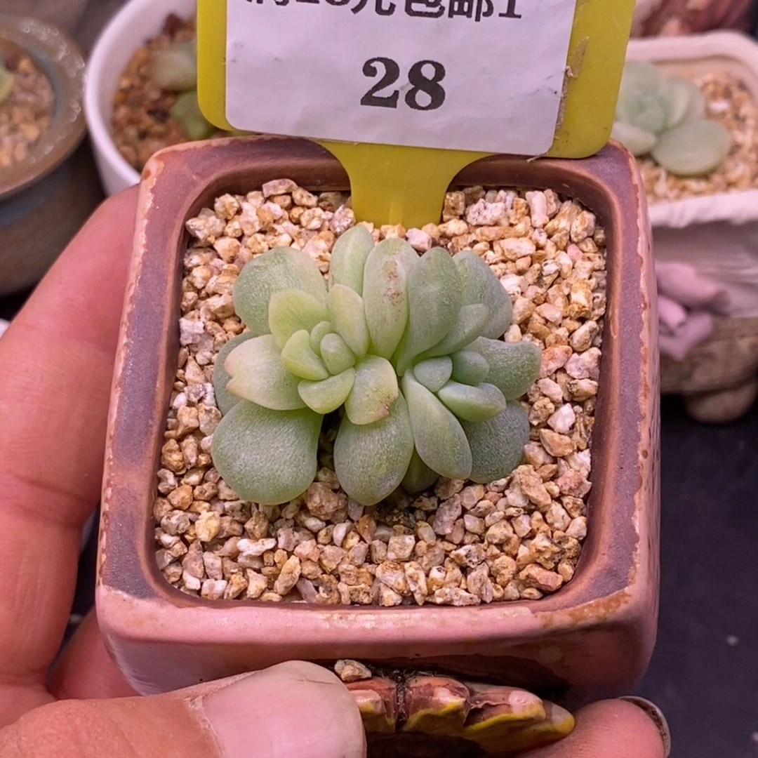 128冰玉锦双福利……
