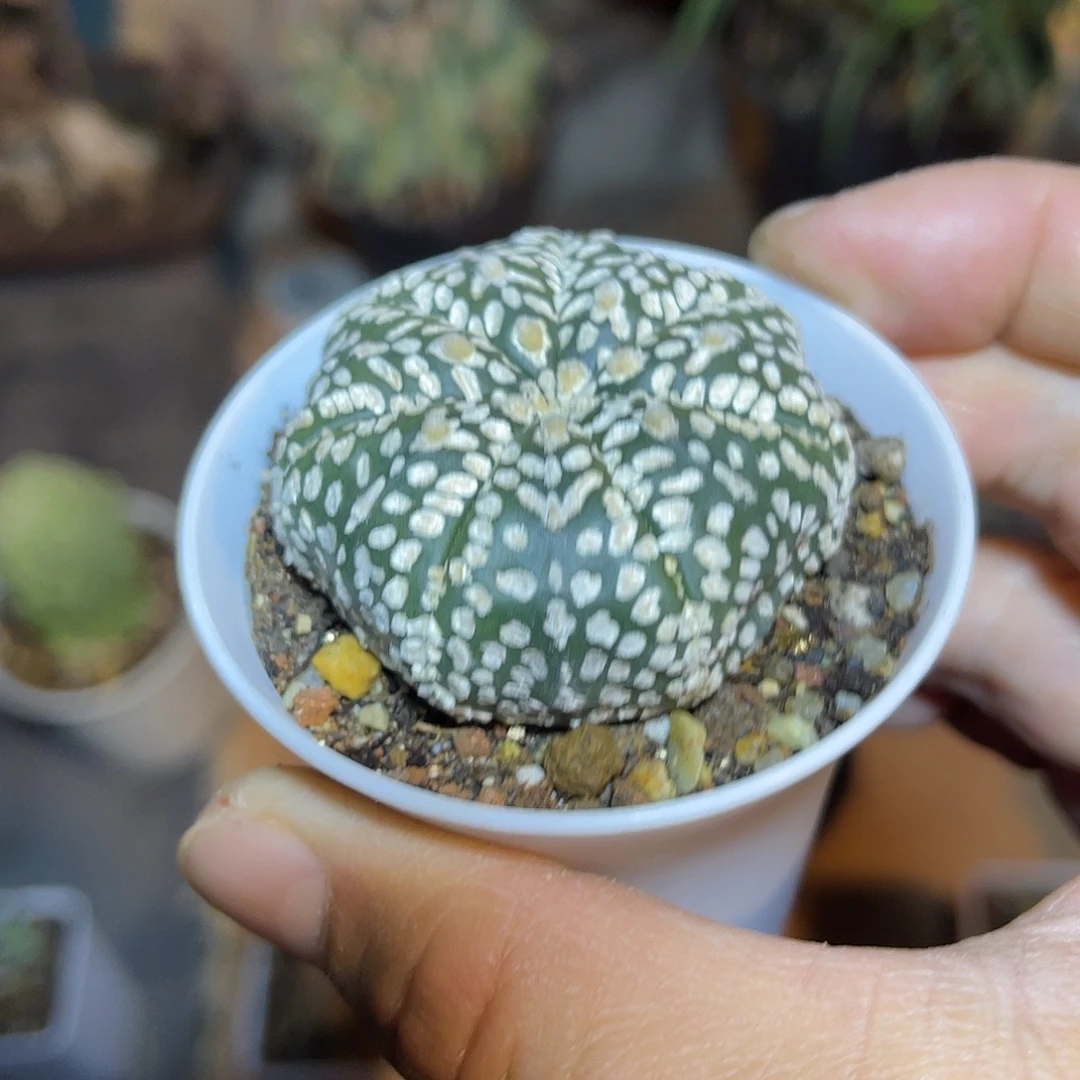 实生八爪鱼V字兜一物一拍