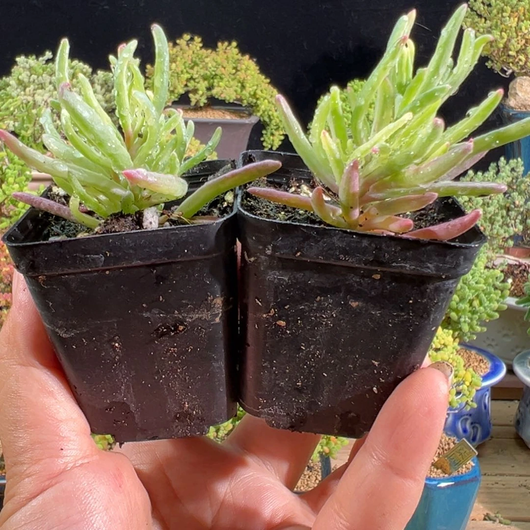 冰花锦……………………5.5杯