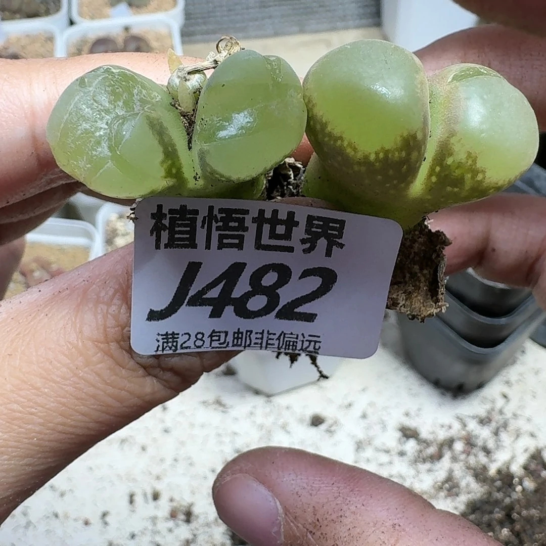 多肉植物的人生fhj