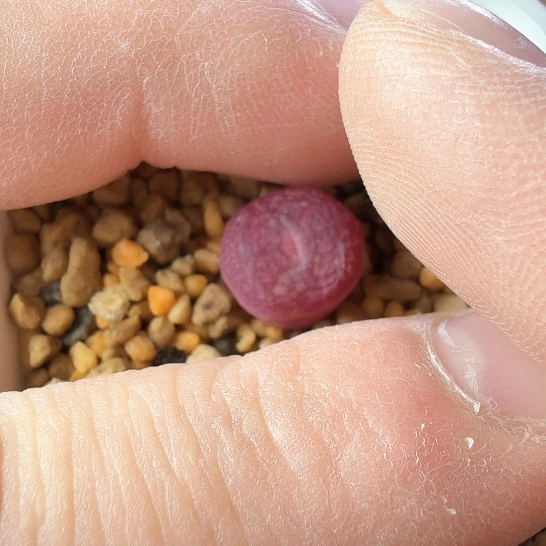 ?****八dy8 云朵 韩国s p