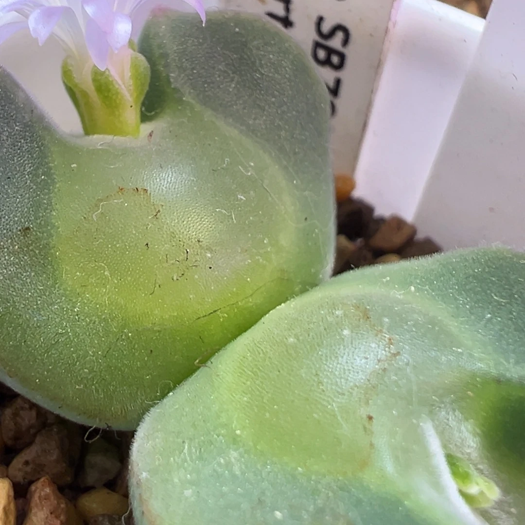 超美大眼空蝉 肉锥植物