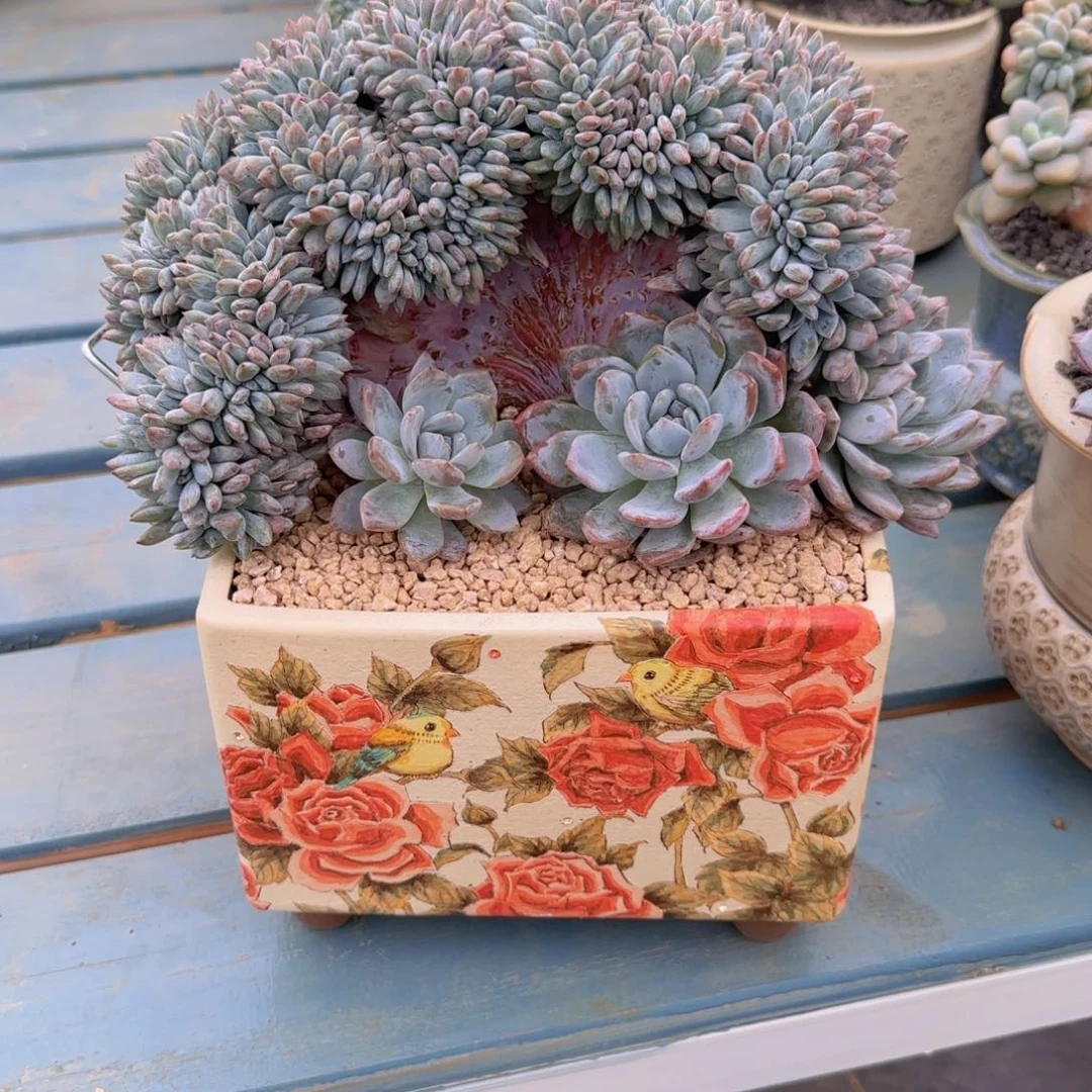 紫***居紫月寄养111111111111