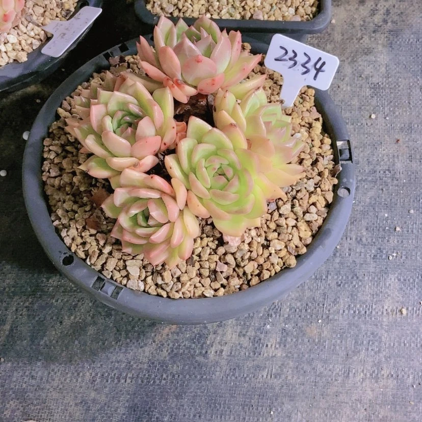 【闪购商品】N**r2334