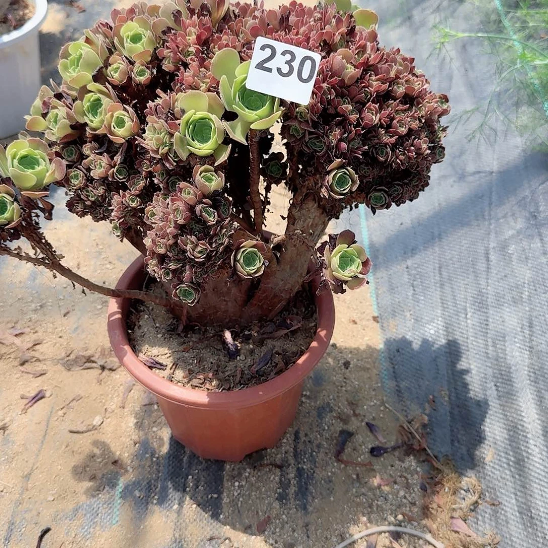 230玫瑰朵朵一颗呀呀
