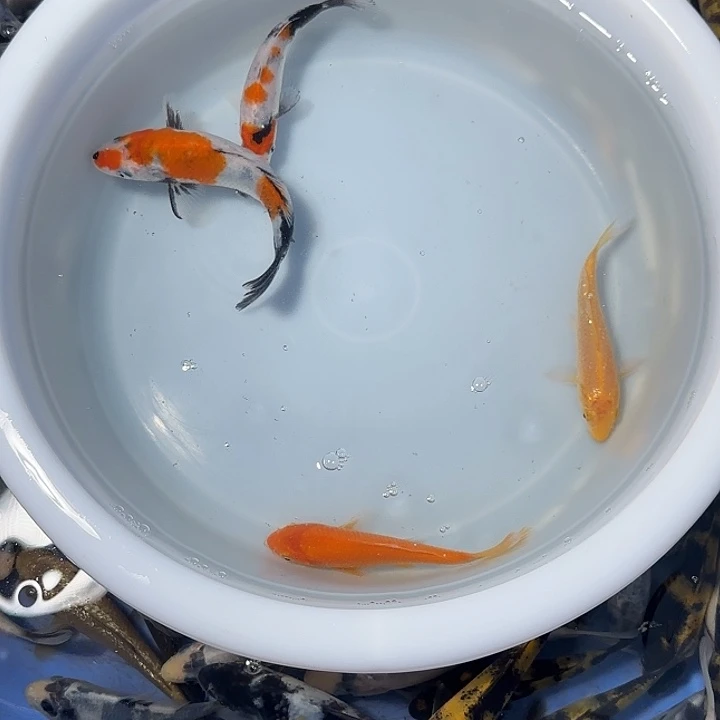 平***锦鲤锦鲤的故事是